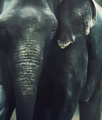 ನಿಮಿಷಾ ಸಜಯನ್ ‘ಪೋಚರ್’ | ಇಂದಿನಿಂದ (ಫೆ 23) Prime Videoದಲ್ಲಿ ಸರಣಿ ನಿಮಿಷಾ ಸಜಯನ್ 'ಪೋಚರ್' | ಇಂದಿನಿಂದ (ಫೆ 23) Prime Videoದಲ್ಲಿ ಸರಣಿ - Kannadamojo360